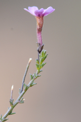 Jamesbrittenia aspalathoides