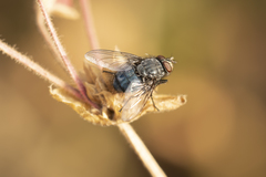 Calliphora vicina