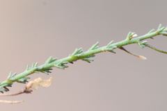 Jamesbrittenia aspalathoides