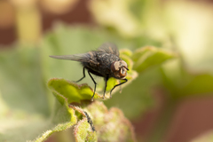 Calliphora vicina