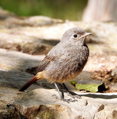 Phoenicurus ochruros