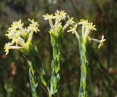 Gnidia oppositifolia