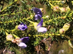 Psoralea aculeata