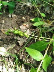 Campanula bononiensis