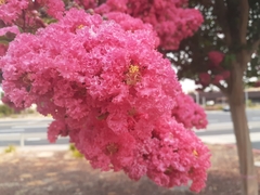 Lagerstroemia indica