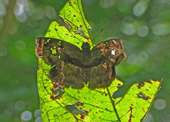 Quadrus lugubris