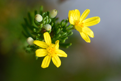 Euryops virgineus