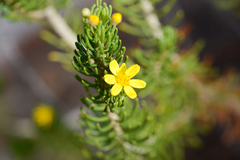 Euryops virgineus