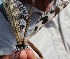Palpares speciosus