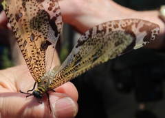 Palpares speciosus