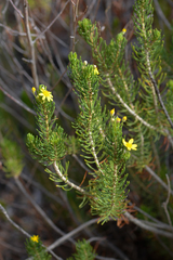 Euryops virgineus