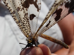 Palpares speciosus