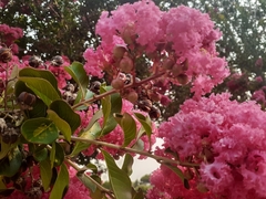 Lagerstroemia indica