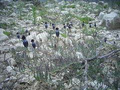 Porophyllum linaria