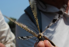 Palpares speciosus