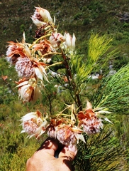 Serruria florida