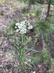 Achillea salicifolia