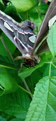 Rothschildia cinctus