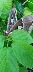 Rothschildia cinctus