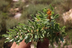 Psoralea obliqua