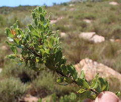 Psoralea obliqua