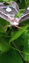 Rothschildia cinctus