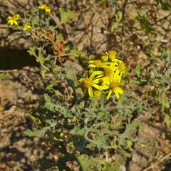 Cineraria lyratiformis