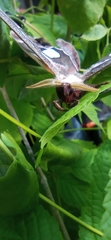 Rothschildia cinctus