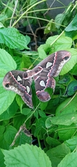 Rothschildia cinctus