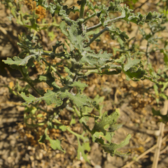 Cineraria lyratiformis