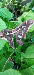 Rothschildia cinctus
