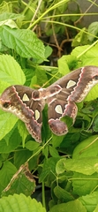 Rothschildia cinctus
