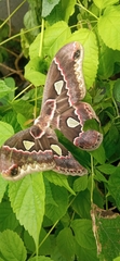 Rothschildia cinctus