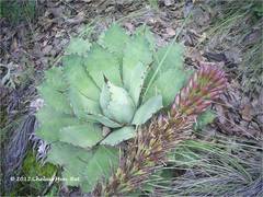 Agave nuusaviorum