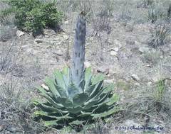 Agave nuusaviorum