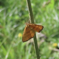 Idaea flaveolaria