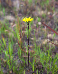 Inula ciliaris