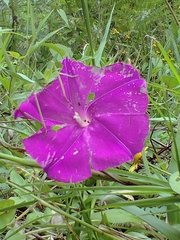 Ipomoea purga