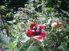 Rubus trilobus