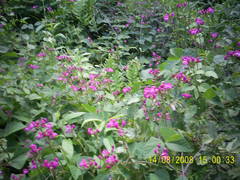 Dipogon lignosus