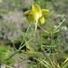 Oxalis burtoniae - Photo (c) kooscl, algunos derechos reservados (CC BY-NC)