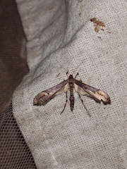 Anstenoptilia