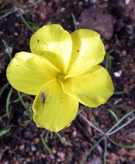 Oxalis burtoniae