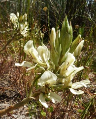 Disa draconis