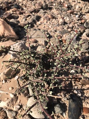 Portulacaria fruticulosa