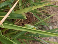 Orchelimum gladiator