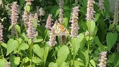 Danaus plexippus
