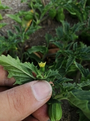 Physalis philadelphica