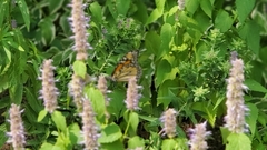 Danaus plexippus