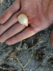 Physalis philadelphica